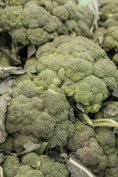 Fresh broccoli as a background Stock Photos