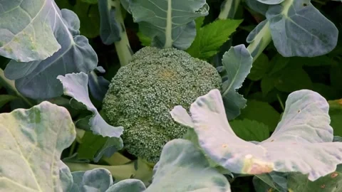 Fresh broccoli in the garden. Stock Footage 304592404