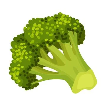 Fresh Broccoli Head Vector Illustration. Green Vegetable for Cooking Purpose Ilustración de archivo