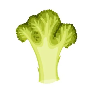 Fresh Broccoli Head Vector Illustration. Green Vegetable for Cooking Purpose Ilustración de archivo