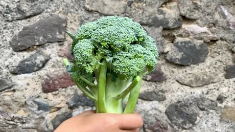 Fresh Broccoli Held in Hand Against Stone Wall Stock Footage 342483487
