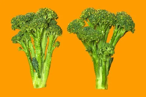 Fresh broccoli isolated on orange background Stock Photos