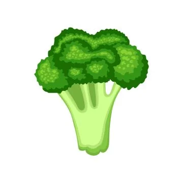 Fresh broccoli isolated on white background. Organic food. Cartoon style. Vector Stock Illustration