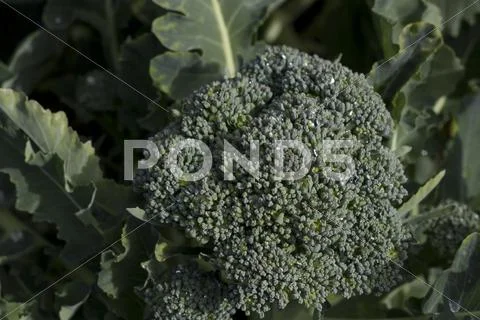 Fresh broccoli Stock Photos