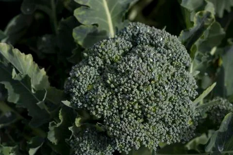 Fresh broccoli Stock Photos