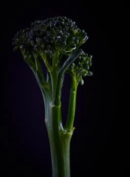 Fresh broccoli Stock Photos