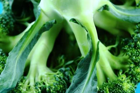 Fresh broccoli Stock Photos