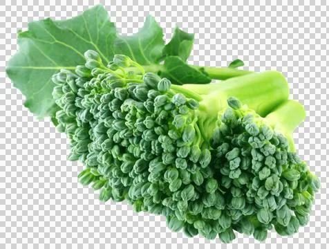 Fresh Broccoli Stock Photos