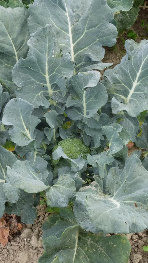 Fresh Broccoli Plant Stock-Footage 333903033