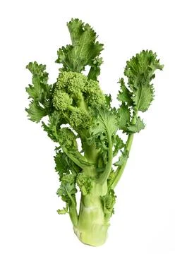 Fresh  broccoli rabe Stock Photos