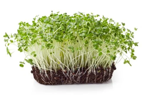 Fresh broccoli sprout Stock Photos
