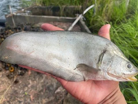 Fresh Bronze Featherback Fish Held in Hand at Local Fishing Site Stock Photos