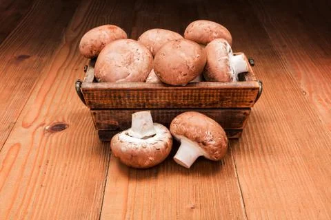 Fresh brown champignons Stock Photos