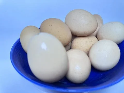 Fresh brown chicken eggs placed in a bright blue bowl Stock Photos
