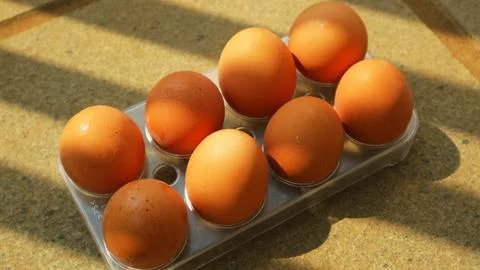 Fresh Brown Chicken Eggs on Plastic Egg Tray Under Fence Shadow Foto stock
