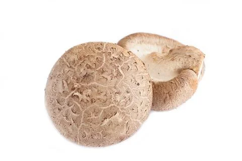 Fresh brown (Lentinula edodes) or shiitake edible mushrooms Stock Photos