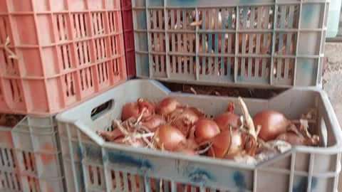 Fresh brown onions in plastic crates at farm storage Stock Footage 318458844