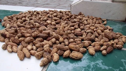 Fresh Brown Peanuts 動画素材 111189342