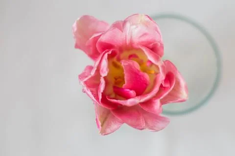 Fresh bud of a tulip Foto stock