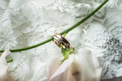 Fresh bud with wedding rings Stock Photos