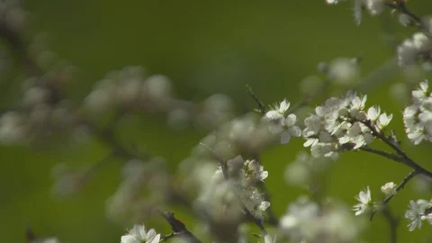 Fresh Budding Springtime White Hawthorn (Crataegus Monogyna) Blossom. Vídeos de archivo 107389979