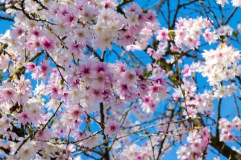 Fresh buds and flowers in spring to the easter time against a blue sky Stock Photos