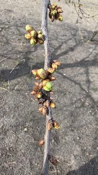 Fresh buds on a fruit tree branch in early spring, detailed close-up of seaso Stock Photos