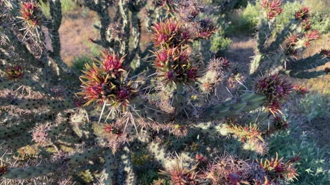 Fresh buds in spring at a staghorn cholla cactus Stock Footage 213659614