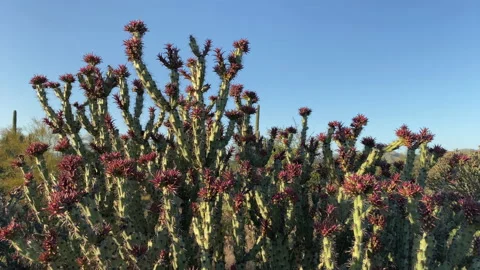 Fresh buds in spring at a staghorn cholla cactus Stock Footage 213754643