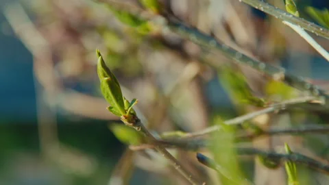 Fresh buds on a trees sway in the wind in the sunlight in the springtime Stockbeeldmateriaal 189401073