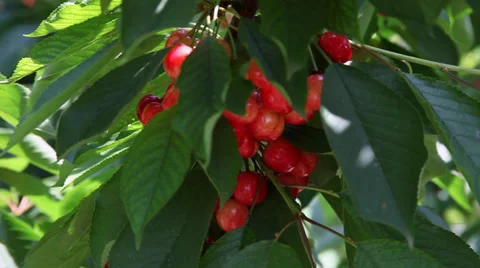 Fresh bunch of cherries, cherry tree branch, summer fruits, close up Stock Footage 39565985
