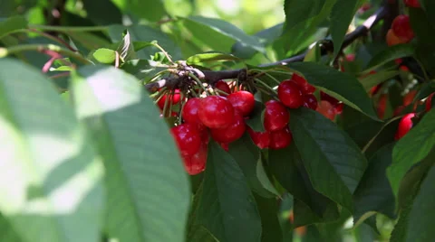 Fresh bunch of cherries,cherry tree branch,summer fruits,horticulture, close up Stock Footage 39565926