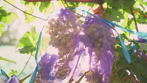 Fresh bunch dark blue grapes. ripe juicy grapes growing on vine plant in rain Stock Footage 315051950