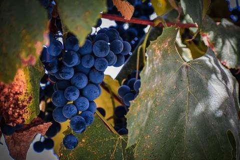Fresh bunch of grapes Stock Photos