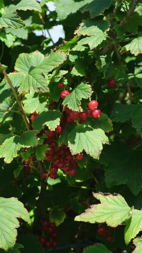 Fresh bunch of red currants on the branches are swaying in the wind. Ripe red Stock Footage 289185737