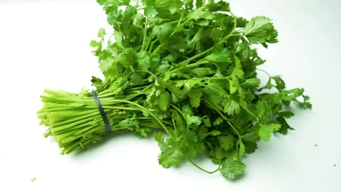 Fresh Bundle of Cilantro on White Surface Footage, A fresh bundle of cilant.. 库存影片 305039876