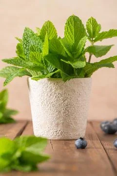 A fresh bundle of green mint leaves sits in a textured white pot on a rusti.. Stock Photos