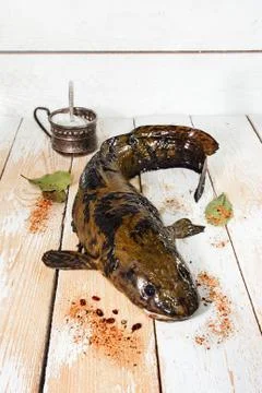 Fresh burbot Stock Photos