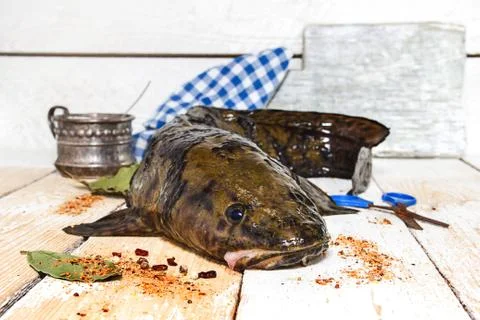 Fresh burbot Stock-Fotos