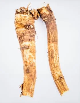 Fresh Burdock Root Vegetable Isolated on White Background for Premium Healt.. Stock Photos