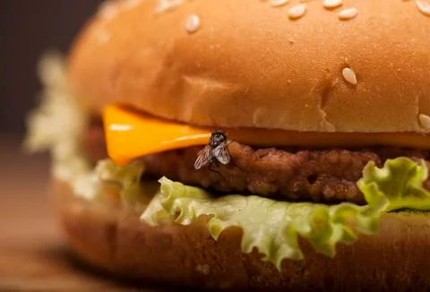 Fresh burger with fly Stock Photos