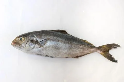 Fresh Butter Fish/Amberjack Fish/Allied kingfish (Punnarameen) Isolated on wh Stock Photos