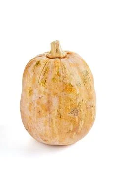 Fresh butternut squash on white background about squash, pumpkin, butternut.. Stock Photos