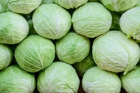 Fresh cabbage background. Stock Photos