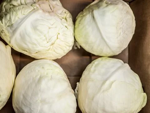 Fresh cabbage on the counter of the store Stock-Fotos