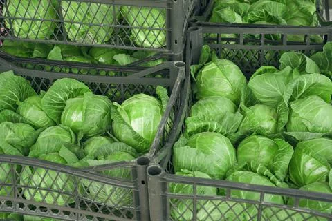 Fresh cabbage with early dew in boxes. harvest of freshly harvested vegetables Stock Photos