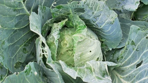 Fresh cabbage 스톡 동영상 50267386