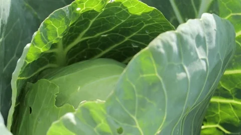 Fresh cabbage in garden closeup Video stock 141120387