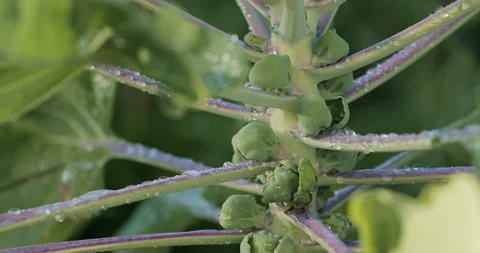 Fresh cabbage growing in garden beds on farm. Organic vegetables Stock Footage 329237200