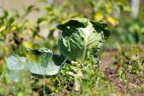 Fresh cabbage grows in a garden bed Stock Photos